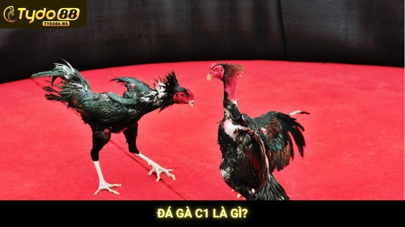 Đá gà C1 - Tổng hợp những trận derby kinh điển nhất 2 Đá gà C1 là gì?