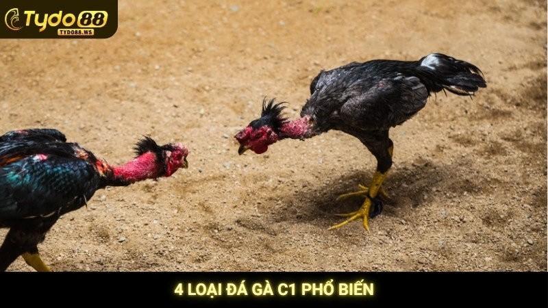 Đá gà C1 - Tổng hợp những trận derby kinh điển nhất 3 4 loại đá gà C1 phổ biến