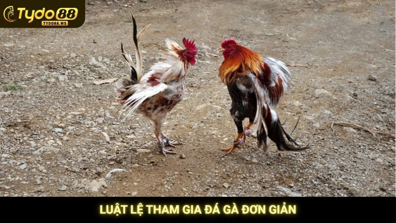 Đá gà C1 - Tổng hợp những trận derby kinh điển nhất 4 Luật lệ tham gia đá gà đơn giản