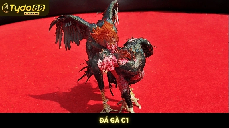 Đá gà C1 - Tổng hợp những trận derby kinh điển nhất 1 Đá Gà C1 Tydo88