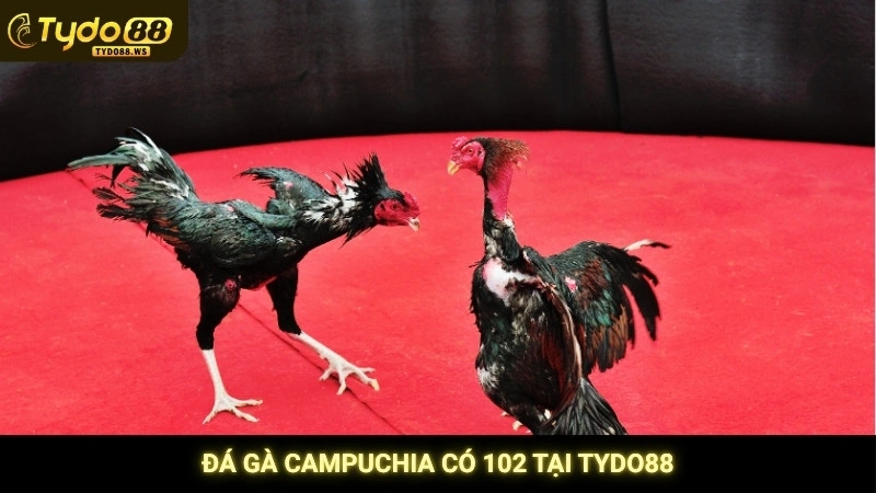 Đá gà Campuchia - Trực tiếp bồ gà uy tín, không giật lag 2 Đá gà Campuchia có 102 tại Tydo88