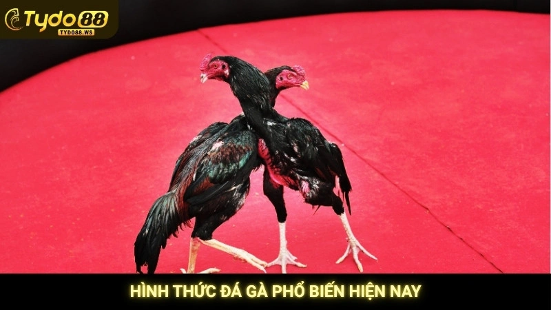 Đá gà Campuchia - Trực tiếp bồ gà uy tín, không giật lag 3 Hình thức đá gà phổ biến hiện nay
