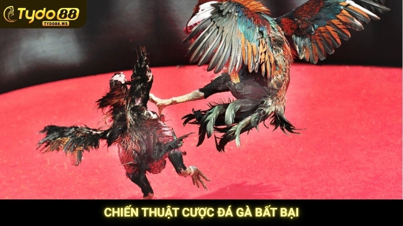 Đá gà Campuchia - Trực tiếp bồ gà uy tín, không giật lag 4 Chiến thuật cược đá gà bất bại