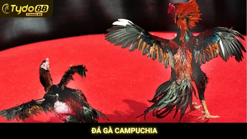 Đá gà Campuchia - Trực tiếp bồ gà uy tín, không giật lag 1 Đá Gà Campuchia Tydo88
