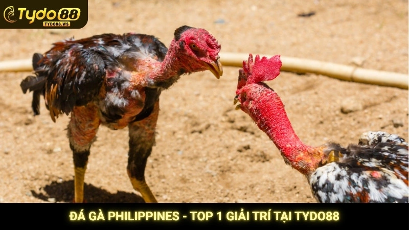 Đá gà Philippines - Những trận cựa dao máu lửa & đỉnh cao 2 Đá gà Philippines - Top 1 giải trí tại Tydo88