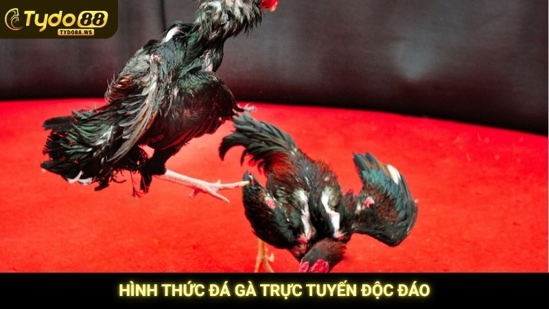 Đá gà Philippines - Những trận cựa dao máu lửa & đỉnh cao 3 Hình thức đá gà trực tuyến độc đáo