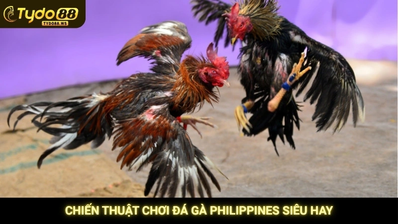 Đá gà Philippines - Những trận cựa dao máu lửa & đỉnh cao 4 Chiến thuật chơi đá gà Philippines siêu hay