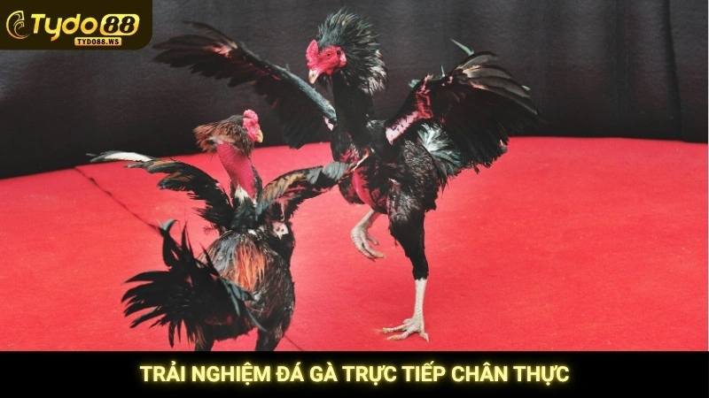 Đá gà Thomo trực tiếp hôm nay | Link xem nét tại Tydo88 3 Trải nghiệm đá gà trực tiếp chân thực