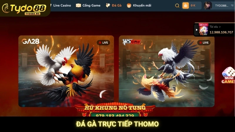 Đá gà Thomo trực tiếp hôm nay | Link xem nét tại Tydo88 1 Đá gà trực tiếp Thomo Tydo88