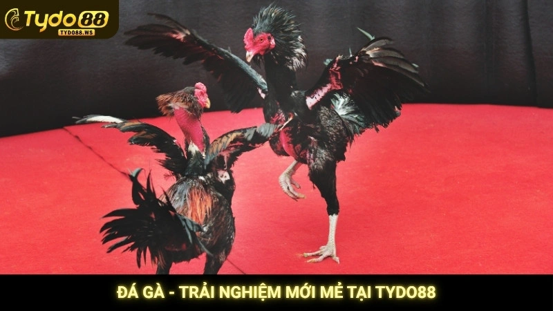 Đá gà - Trải nghiệm mới mẻ tại Tydo88