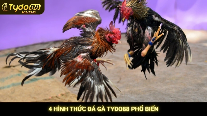 4 hình thức đá gà Tydo88 phổ biến