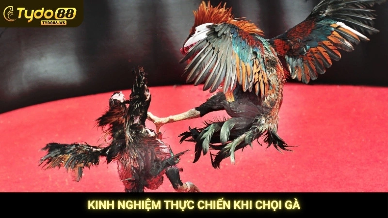 Kinh nghiệm thực chiến khi chọi gà